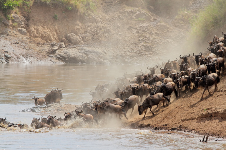 exclusive wildlife photography safari by Art In Voyage