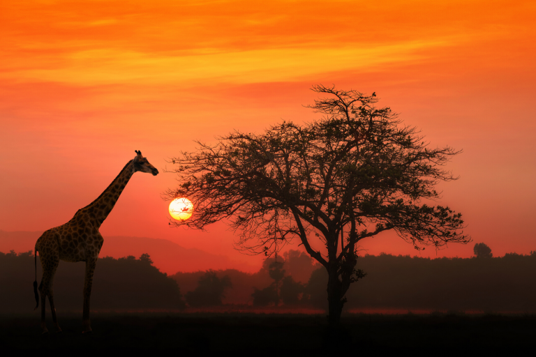 Namiri Plains, selected property in Central Serengeti on the 'Capturing the Great Migration' journey, with Art In Voyage