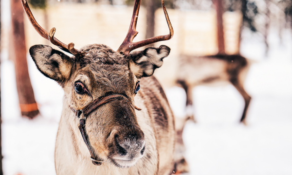 Lapland, with Art In Voyage