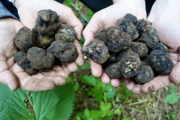 Optional: Spoleto & Truffle Hunting