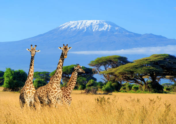 Giraffe in Kilimanjaro, by Art In Voyage