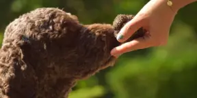 White Truffle Festival if Piedmont, with Art In Voyage