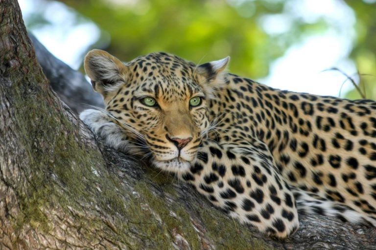 Lepord in Tanzania, by Art In Voyage