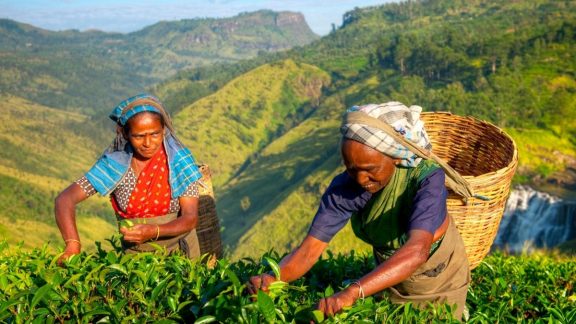 Hatton Tea Trail Experience