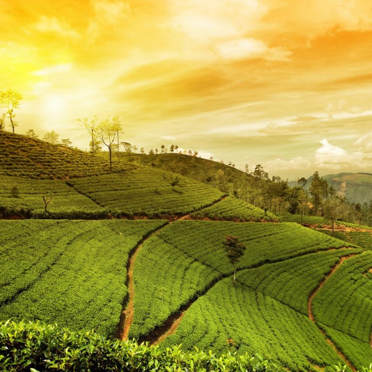 Hiking Sri Lanka, By Art In Voyage