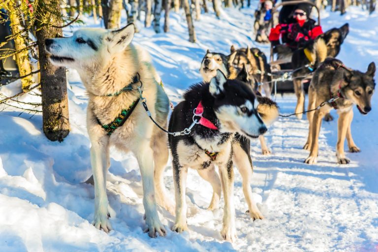 Lapland, with Art In Voyage