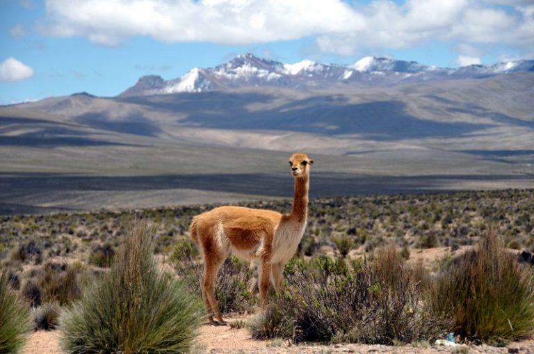 Magellan Odyssey in Peru