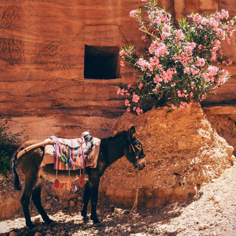 Jordan, Magellan Odyssey