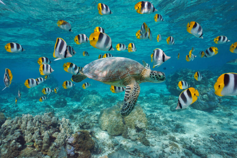 French Polynesia By Art In Voyage