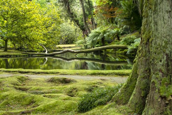 Natures Awaits