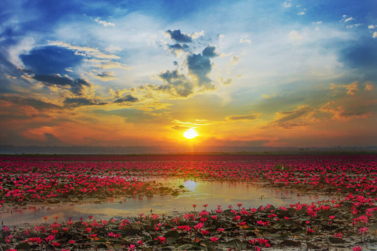 Red Lotus Lake, Thailand, By Art In Voyage