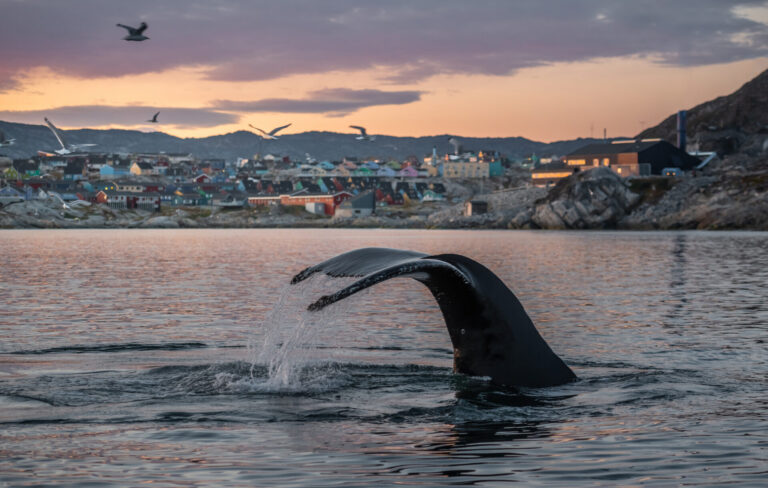 Greenland By Art In Voyage