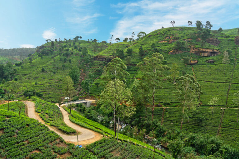 Sri Lanka By Art In Voyage