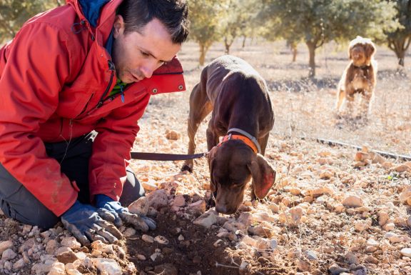 Truffle Hunting & Wine Tasting