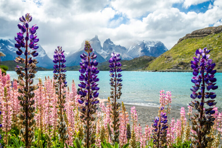 Patagonia By Art In Voyage