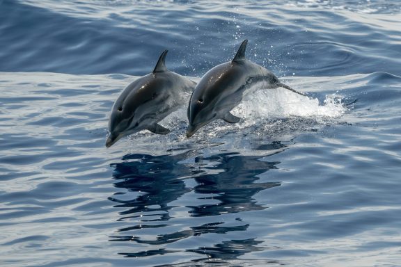 Sea Creatures