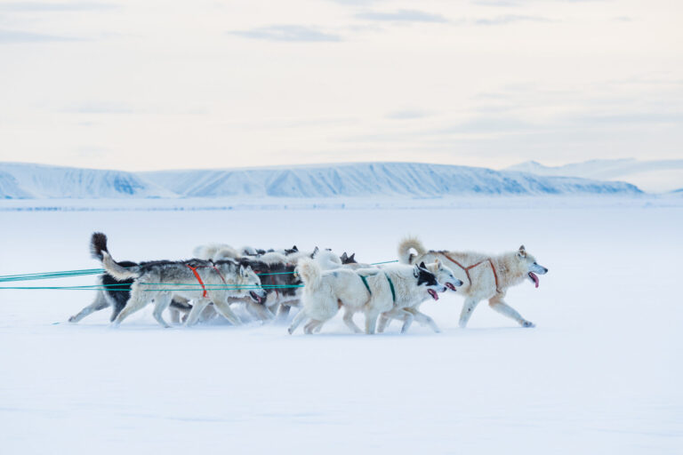 Greenland By Art In Voyage