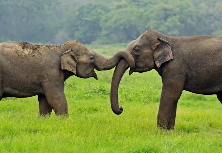 Sri Lanka By Art In Voyage