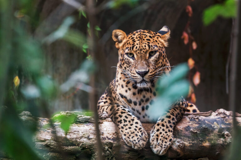 Sri Lanka By Art In Voyage