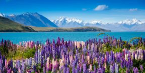 New Zealand At A Glance, by Art In Voyage