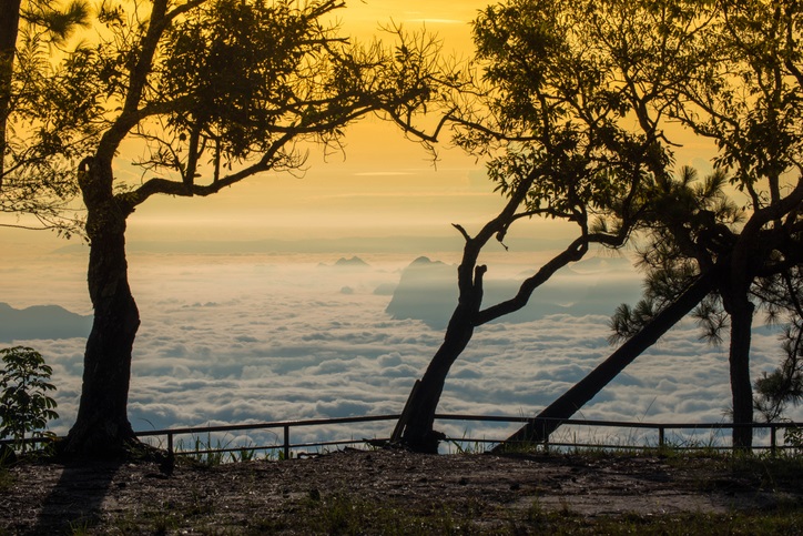 luxury cultural safari Rwanda and gorilla trekking by Art In Voyage