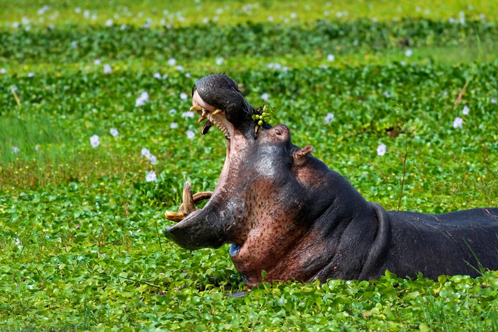 luxury cultural safari Rwanda and gorilla trekking by Art In Voyage