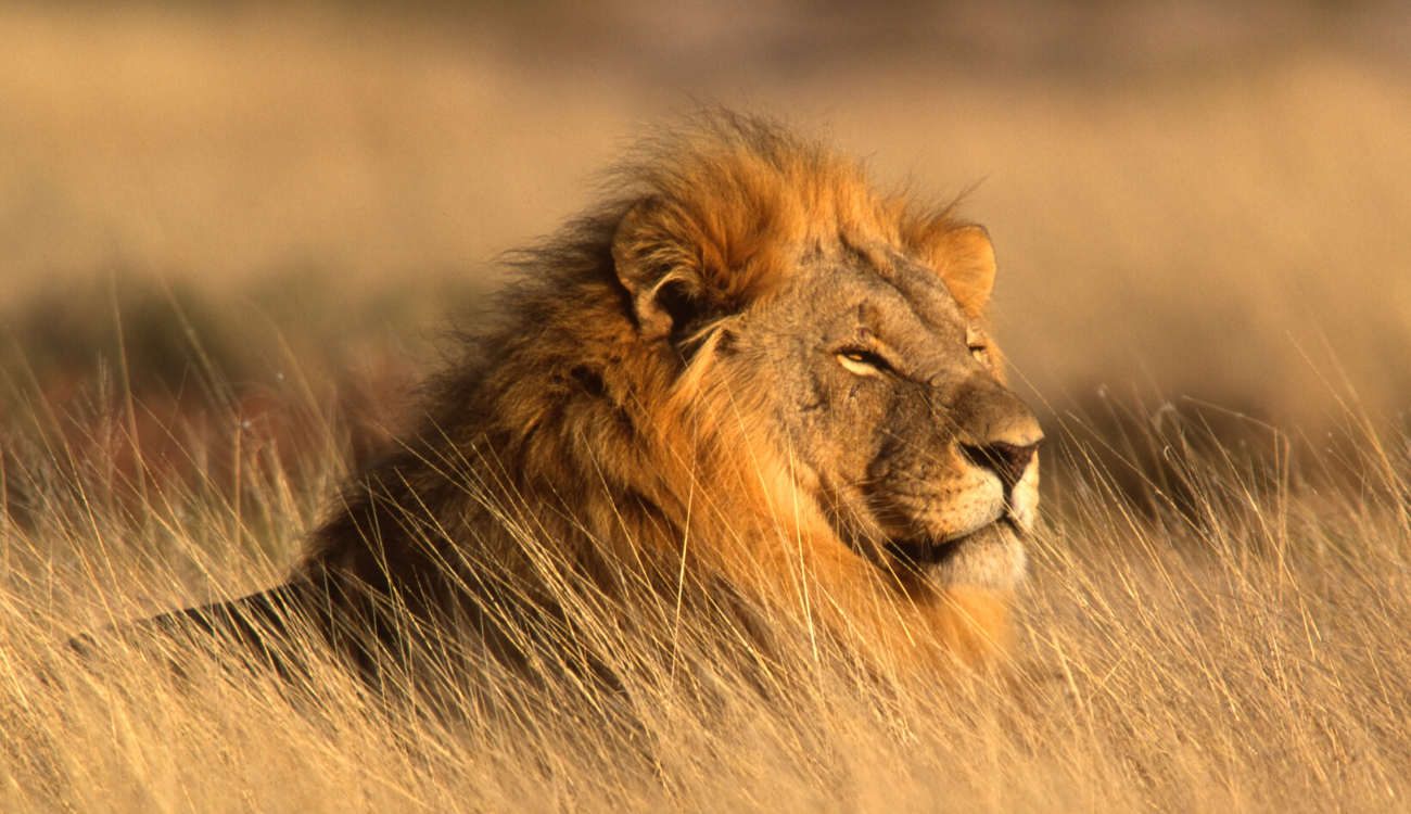 South Africa at a Glance, by Art In Voyage