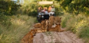 Central Kalahari Game Reserve, African Safari, By Art in Voyage