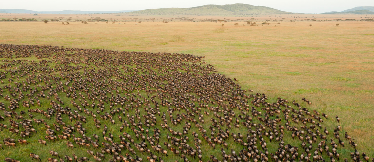 exclusive wildlife photography safari by Art In Voyage