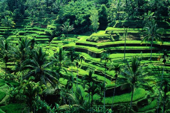 Welcome to Bali & Ubud 