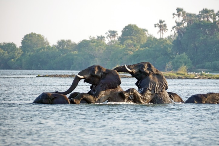 Zambia & Victoria Falls, by Art In Voyage